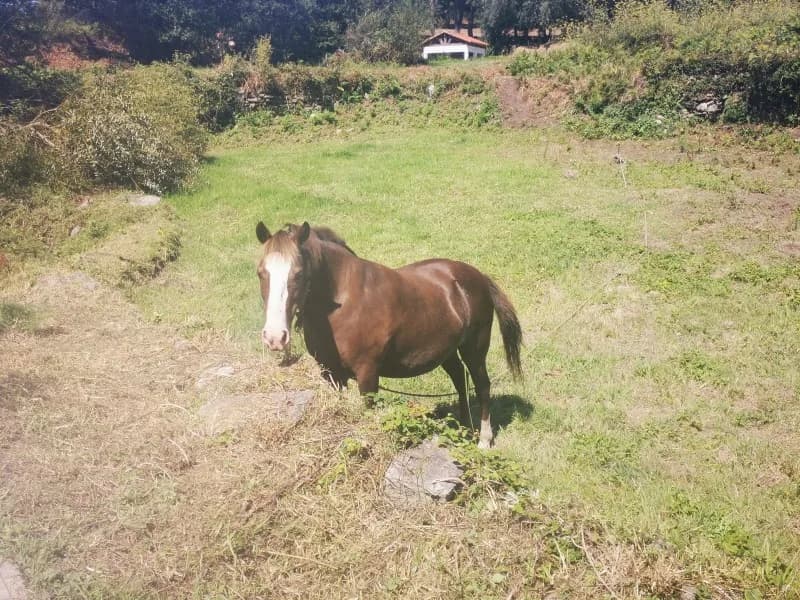 Caballo en la Isla de Ons