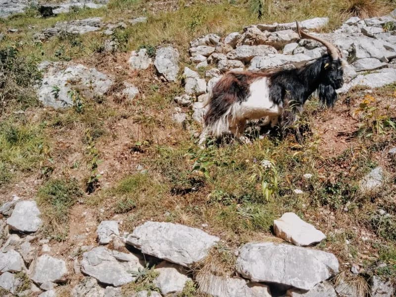 La ruta del Cares, Cabras