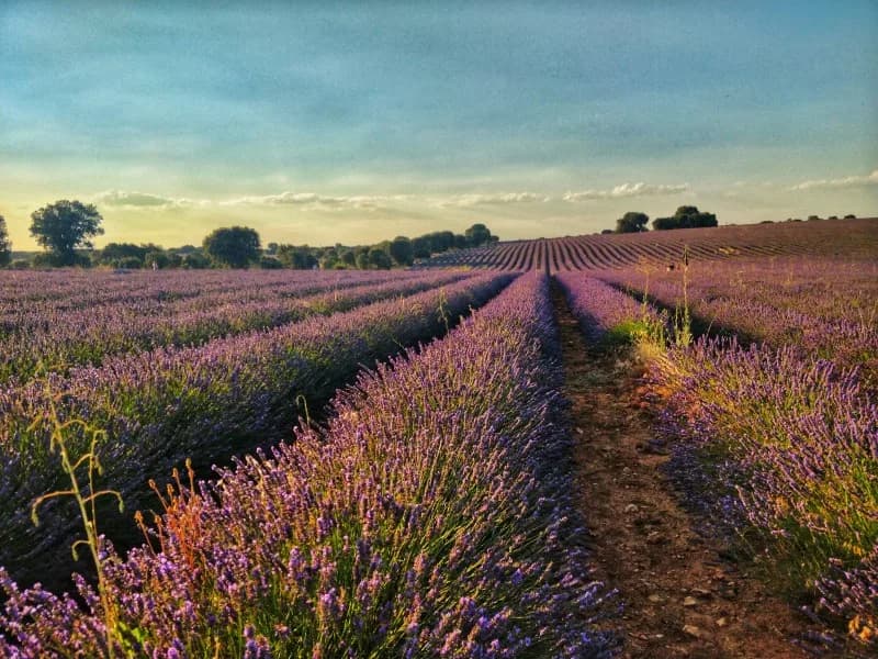 Que ver en Guadalajara, Brihuega