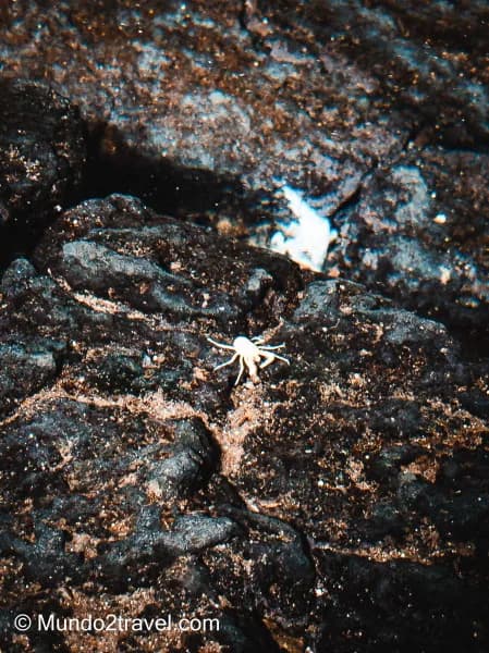 Qué ver en Lanzarote, los Jameos del agua