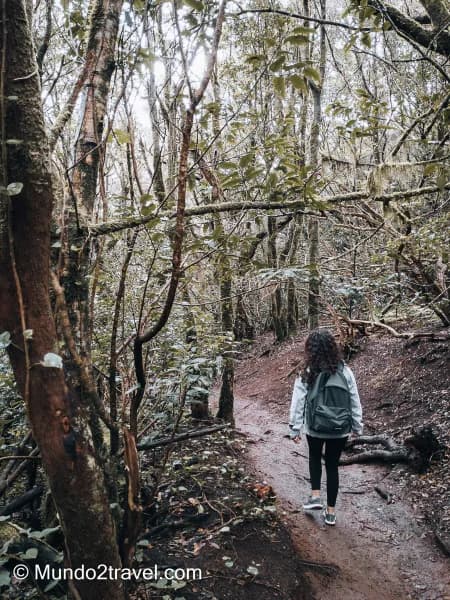 Qué ver en Tenerife, el Parque de Anaga - Bosque