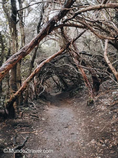 Qué ver en Tenerife, el Parque de Anaga - Sendero