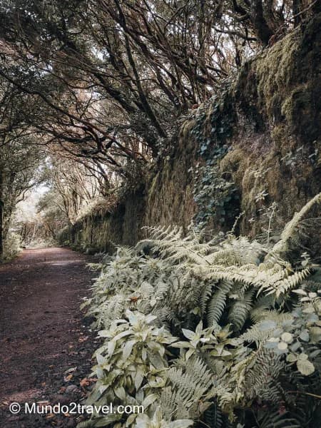 Qué ver en Tenerife, el Parque de Anaga - Túneles