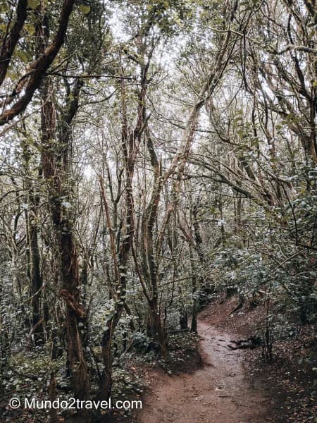 Qué ver en Tenerife, el Parque de Anaga