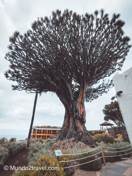 Qué ver en Tenerife, el Drago Milenario