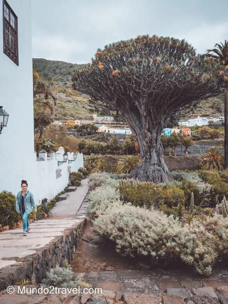 Qué ver en Tenerife, el Drago Milenario - Vista cercana